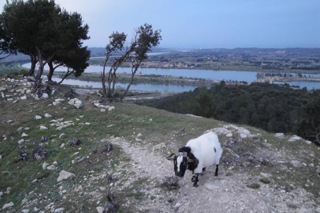Le mas de Lucien entre Arles, Nimes, Avignon. Beaucaire  Exterior foto